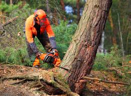 Lawn Watering Services in Fairfax Station, VA