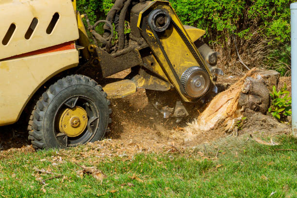 Best Utility Line Clearance  in Fairfax Station, VA