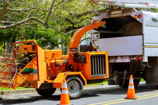 Best Root Management and Removal  in Fairfax Station, VA