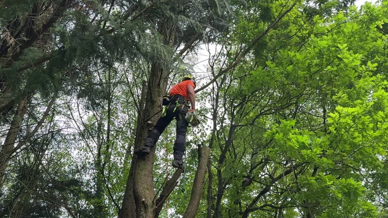 Best Lot and Land Clearing  in Fairfax Station, VA