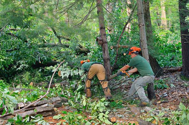 Best Tree and Shrub Care  in Fairfax Station, VA