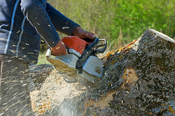 How Our Tree Care Process Works  in  Fairfax Station, VA